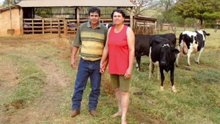 Grâce au programme de soutien technique « Balde cheio » (seau plein, en portugais), Benedito Ramos et sa femme, Vera Lucia, ont fait progresser leurs trente holsteins x zébus de 12 à 17 l de lait par vache et par jour. Grâce au programme de soutien technique « Balde cheio » (seau plein, en portugais), Benedito Ramos et sa femme, Vera Lucia, ont fait progresser leurs trente holsteins x zébus de 12 à 17 l de lait par vache et par jour.