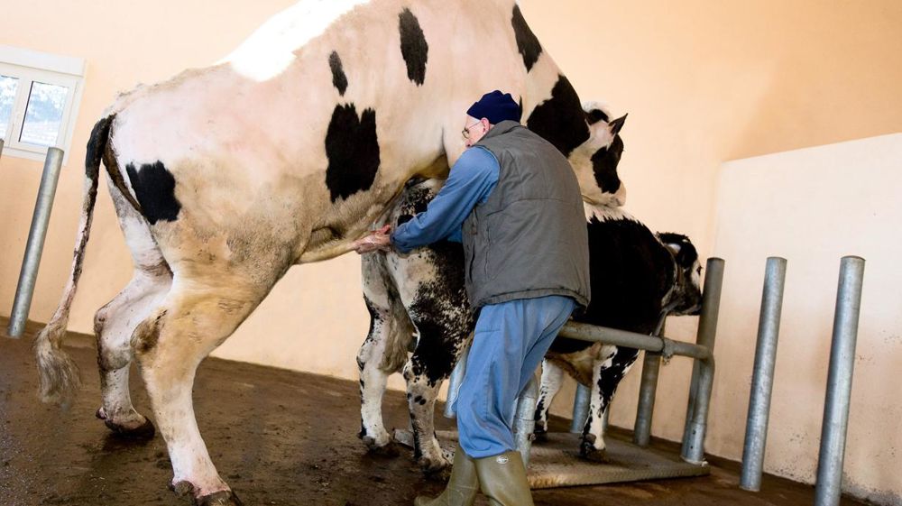 Pour le ministère, la conduite d'un programme de sélection doit s'entendre comme l'orientation des objectifs et la définition des critères de sélection, pas comme la mise en oeuvre du schéma.© CLAUDIUS THIRIET