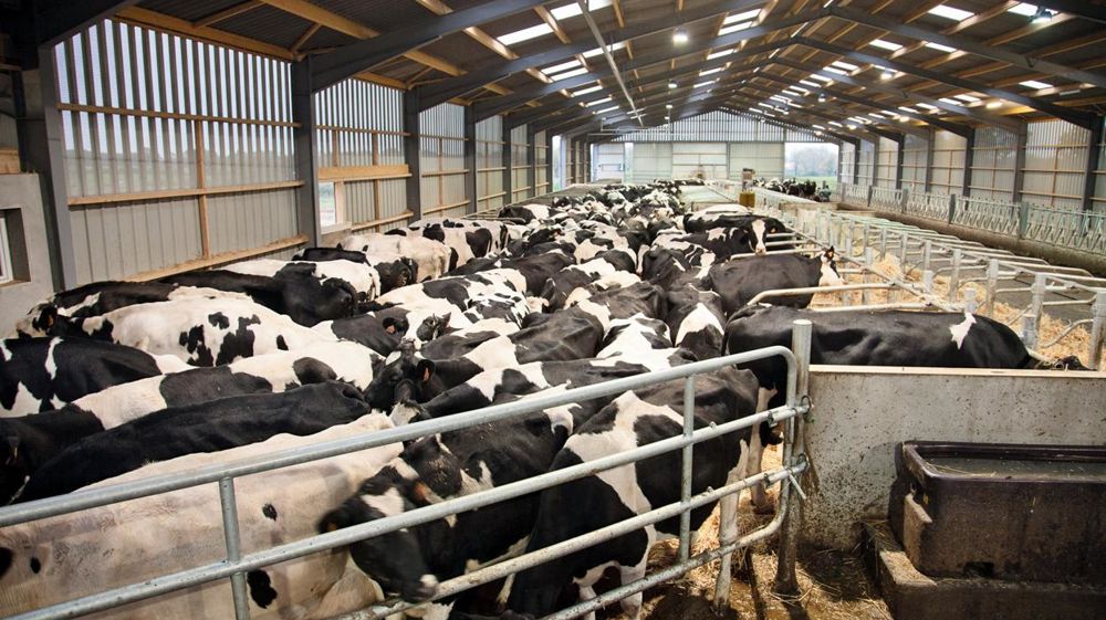 Pour se développer, les éleveurs doivent reprendre le contrat d'un cédan ou se tourner vers la coopération. © SÉBASTIEN CHAMPION