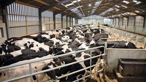 Pour se développer, les éleveurs doivent reprendre le contrat d'un cédan ou se tourner vers la coopération. © SÉBASTIEN CHAMPION