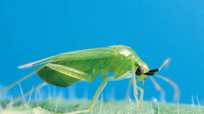 Le Macrolophus est l'un des macro-organismes le plus utilisé en cultures légumières sous serre, notamment sur les tomates.KOPPERT BV