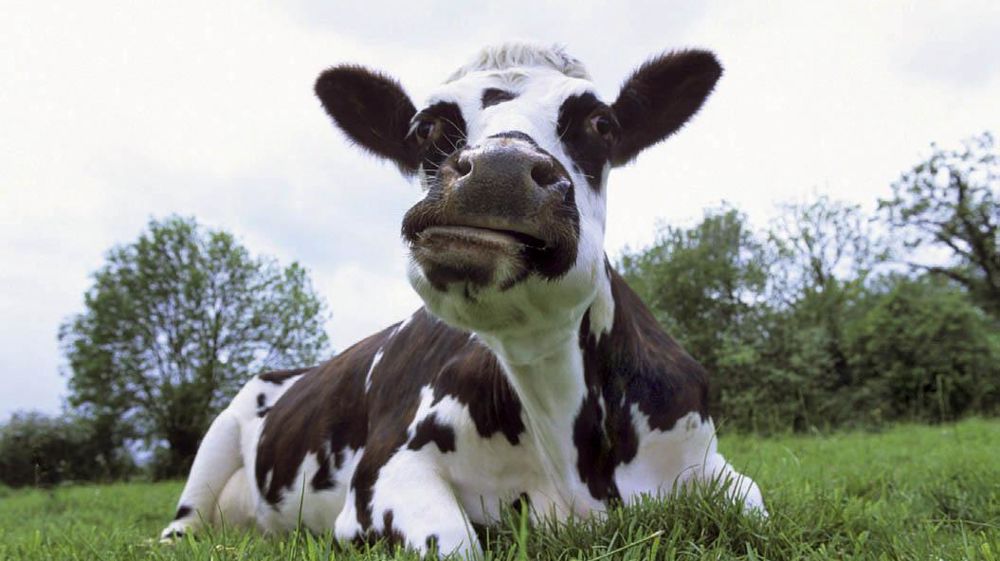 40 % des émissions de gaz à effet de serre agricoles proviennent du méthane produit par les bovins et des déjections© CLAUDIUS THIRIET