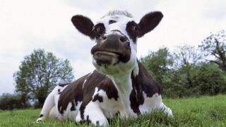 40 % des émissions de gaz à effet de serre agricoles proviennent du méthane produit par les bovins et des déjections© CLAUDIUS THIRIET 40 % des émissions de gaz à effet de serre agricoles proviennent du méthane produit par les bovins et des déjections© CLAUDIUS THIRIET
