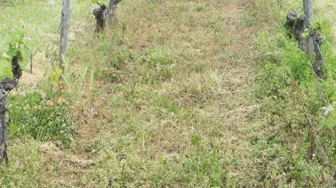 Avant et après le passage du produit. En deux heures le résultat est visible. Le VVH 86086 à un effet choc par rapport à un produit de référence.