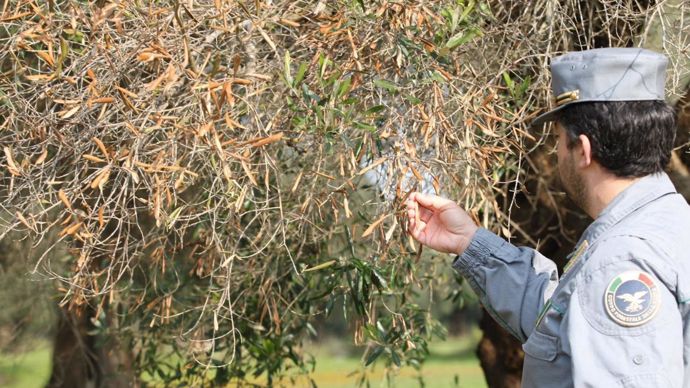 La bactérie Xylella, menace potentielle pour les oliviers et la vigne, est surveillée de près depuis 2014 par les pouvoirs publics.M. SPEDICATO/ROPI-REA