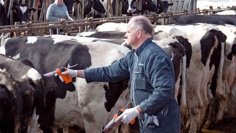 Au plus bas, le coût de la vaccination évoluerait entre 4 à 5 € par bovin. Un tarif qui comprend la protection contre deux sérotypes ainsi que l'injection© SÉBASTIEN CHAMPION
