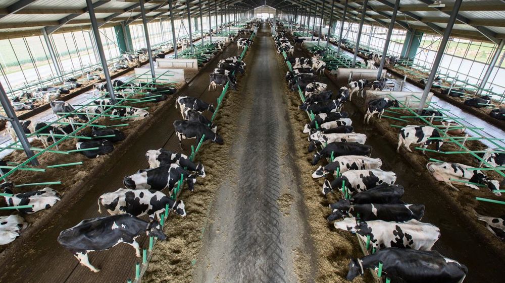 La stabulation a été conçue sur le modèle des troupeaux allemands ou américains, en mettant l'accent sur la ventilation via les rideaux mobiles.© D. PAILLARD