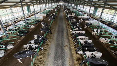 La stabulation a été conçue sur le modèle des troupeaux allemands ou américains, en mettant l'accent sur la ventilation via les rideaux mobiles.© D. PAILLARD
