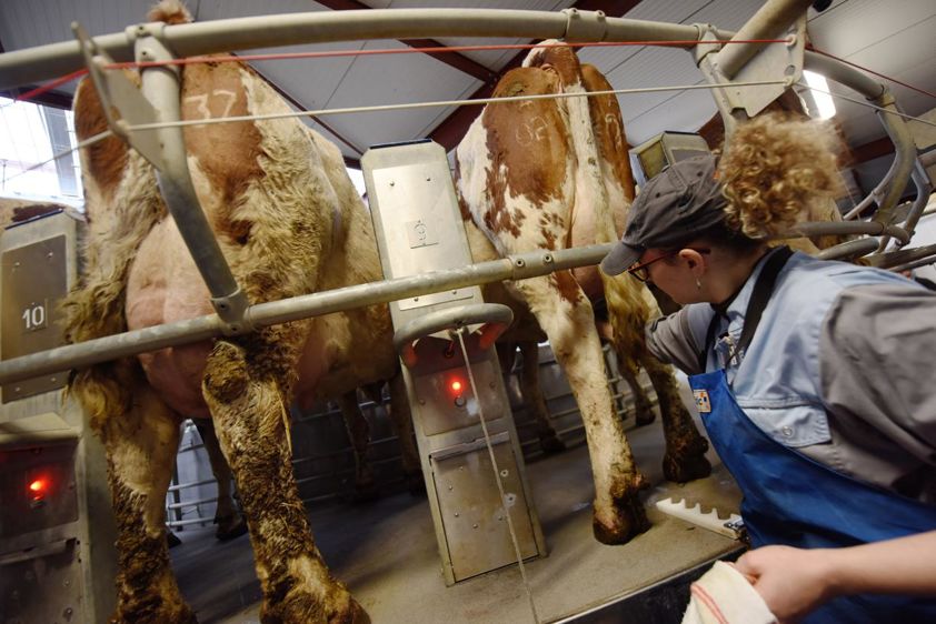 Journee Portes Ouvertes au Gaec des Arbus, une importante exploitation agricole (elevage laitier, cereales) du Val d'Amour dans le Jura Journee conviviale pour se rencontrer, echanger entre amis autour du buffet, mais surtout pour voir le nouvel amenagement de la salle de traite La traite commence... Près de 40 vaches sur un manège. Lavage de la plateforme, nettoyage des pis, mise en place de la trailleuse, application d'un gel adoucissant, antiseptique sur les mamelles et la vache