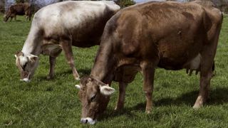 Le cahier des charges, réécrit en 2001, a renforcé le lien au terroir et notamment accru la proportion d'herbe dans l'alimentation des laitières... seulement des brunes, des montbéliardes ou des simmentals.© CHRISTIAN WATIER Le cahier des charges, réécrit en 2001, a renforcé le lien au terroir et notamment accru la proportion d'herbe dans l'alimentation des laitières... seulement des brunes, des montbéliardes ou des simmentals.© CHRISTIAN WATIER