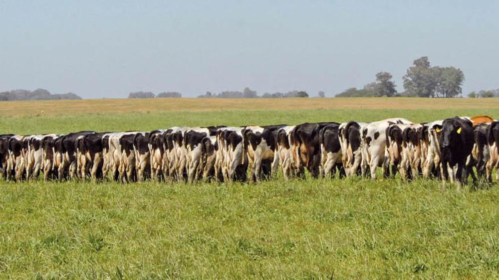 © NUESTROHOLANDO-ACHA