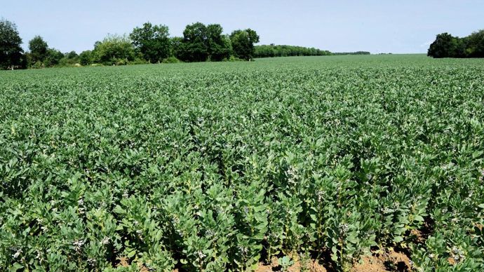 En 2013, la sole de féverole a augmenté de 17 %, d'après les estimations début juillet.P. MONTIGNY