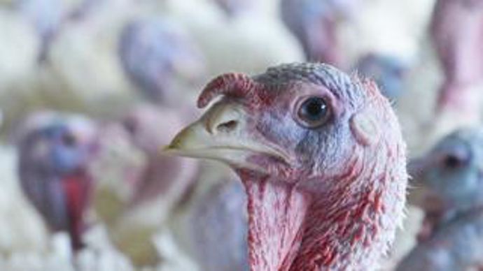 Après plusieurs années de baisse liée à la concurrence du poulet lourd destiné à la découpe et à la transformation, la dinde est repartie à la hausse.