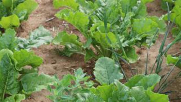 Après un nouveau recul des ventes en 2020, la disparition des 3 voies en 2021 risque d’entraîner une hausse des IFT.