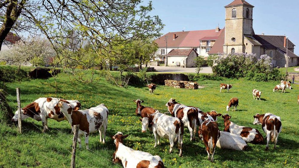 La maîtrise de la croissance des volumes d'AOC comté est tout bénéfice pour l'ensemble de la filière laitière, le territoire et le consommateur.© FABIAN CHARAFFI