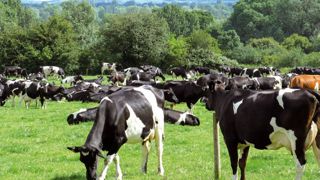 Les éleveurs misent sur l'herbe pour des raisons économiques, mais aussi pour améliorer leur image auprès des consommateurs.© P.L.C. Les éleveurs misent sur l'herbe pour des raisons économiques, mais aussi pour améliorer leur image auprès des consommateurs.© P.L.C.