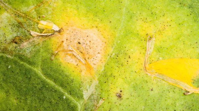 Pour limiter le phénomène de résistance, les associations contre le sclérotinia se développent.C. THIRIET