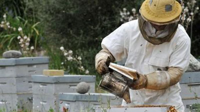 L'Unaf demande maintenant l'interdiction du thiaméthoxam sur le maïs.J.-P.  AMET