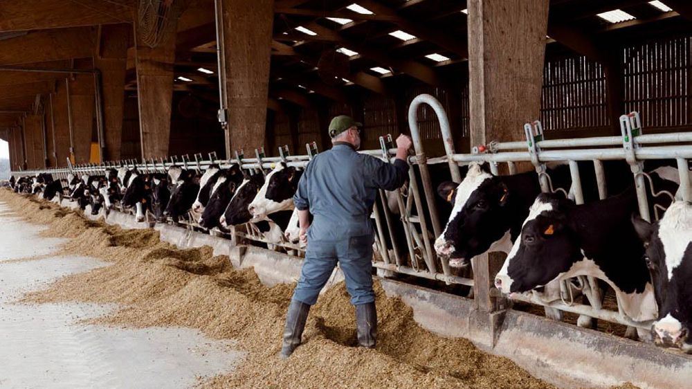 En 2014, la moitié des éleveurs aura plus de 50 ans.© CHRISTIAN WATIER