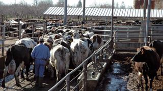 La garantie de marge sur coût alimentaire est taillée sur mesure pour les grands troupeaux où ce poste pèse 60 à 70% du coût de production. La garantie de marge sur coût alimentaire est taillée sur mesure pour les grands troupeaux où ce poste pèse 60 à 70% du coût de production.