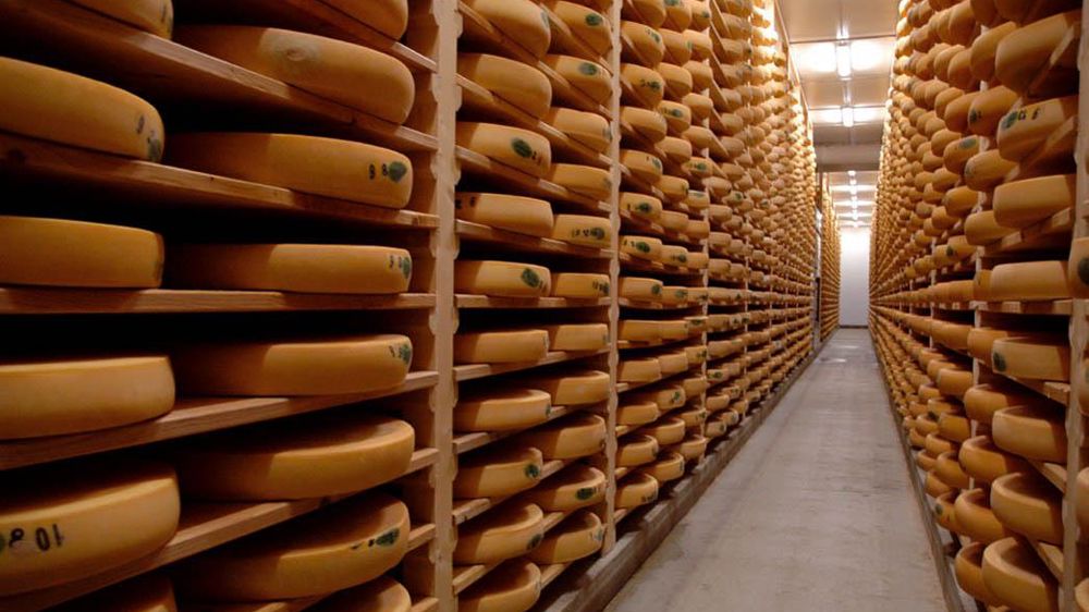 Un plan de campagne, comme celui de l'AOC comté est un dispositif permettant de prévenir les crises... pas un outil mettant les opérateurs à l'abri de la pression du marché.© J.-M.V.