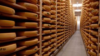 Un plan de campagne, comme celui de l'AOC comté est un dispositif permettant de prévenir les crises... pas un outil mettant les opérateurs à l'abri de la pression du marché.© J.-M.V. Un plan de campagne, comme celui de l'AOC comté est un dispositif permettant de prévenir les crises... pas un outil mettant les opérateurs à l'abri de la pression du marché.© J.-M.V.