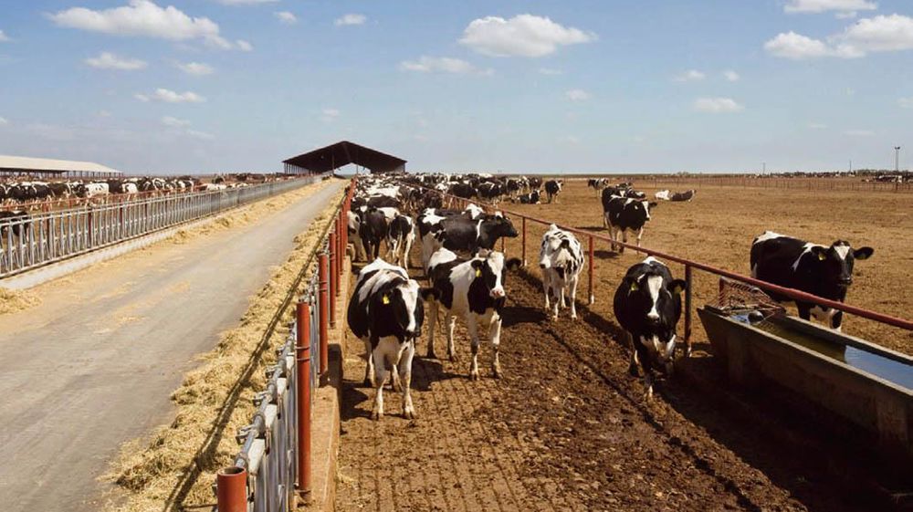 Constat unanime de la filière lait américaine : les aides contracycliques et les dispositifs d'intervention et d'aide à l'exportation sont inefficaces pour supporter la volatilité des prix.© CLAUDIUS THIRIET