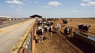 Constat unanime de la filière lait américaine : les aides contracycliques et les dispositifs d'intervention et d'aide à l'exportation sont inefficaces pour supporter la volatilité des prix.© CLAUDIUS THIRIET Constat unanime de la filière lait américaine : les aides contracycliques et les dispositifs d'intervention et d'aide à l'exportation sont inefficaces pour supporter la volatilité des prix.© CLAUDIUS THIRIET