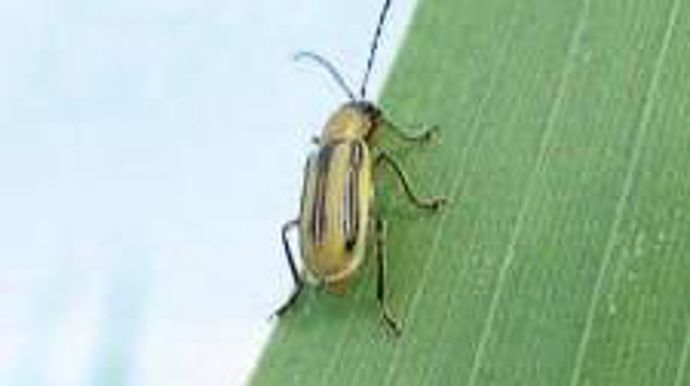 Les dégâts sont surtout causés non pas par l'adulte mais par les larves de la chrysomèle qui attaquent les racines entraînant des risques de verse.ARVALIS-MAIZEUROP