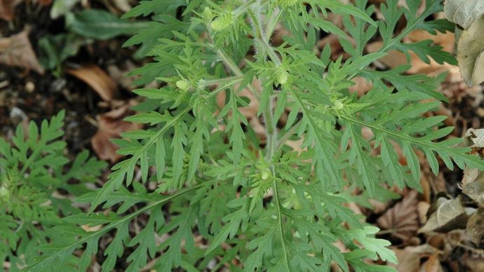 Les mauvaises herbes ne posent pas que des problèmes de concurrence, l'impact sanitaire de l'ambroisie, par exemple, reste mal résolu. Quelques dizaines de grains de pollen par mètre cube d'air suffisent à déclencher une allergie.P. CRAPON/GFA