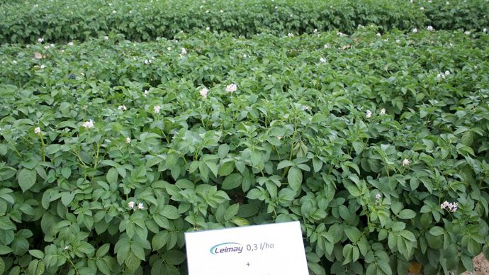 Le nouveau fongicide Leimay bénéficie d'une bonne efficacité contre le mildiou des feuilles et des tubercules.B. CAILLIEZ