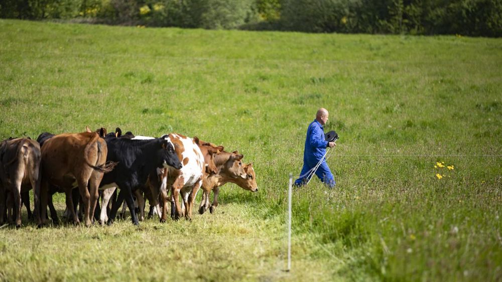 La saisonnalité génère des excédents. Un lait de qualité que la Fnab souhaiterait valoriser via des campagnes de promotion ou le développement des fabrications fromagères.Franck Betermin La saisonnalité génère des excédents. Un lait de qualité que la Fnab souhaiterait valoriser via des campagnes de promotion ou le développement des fabrications fromagères.Franck Betermin