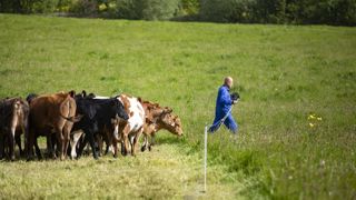 La saisonnalité génère des excédents. Un lait de qualité que la Fnab souhaiterait valoriser via des campagnes de promotion ou le développement des fabrications fromagères.Franck Betermin La saisonnalité génère des excédents. Un lait de qualité que la Fnab souhaiterait valoriser via des campagnes de promotion ou le développement des fabrications fromagères.Franck Betermin