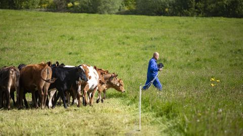 La saisonnalité génère des excédents­. Un lait de qualité que la Fnab souhaiterait valoriser via des campagnes de promotion ou le développement des fabrications fromagères.Franck Betermin