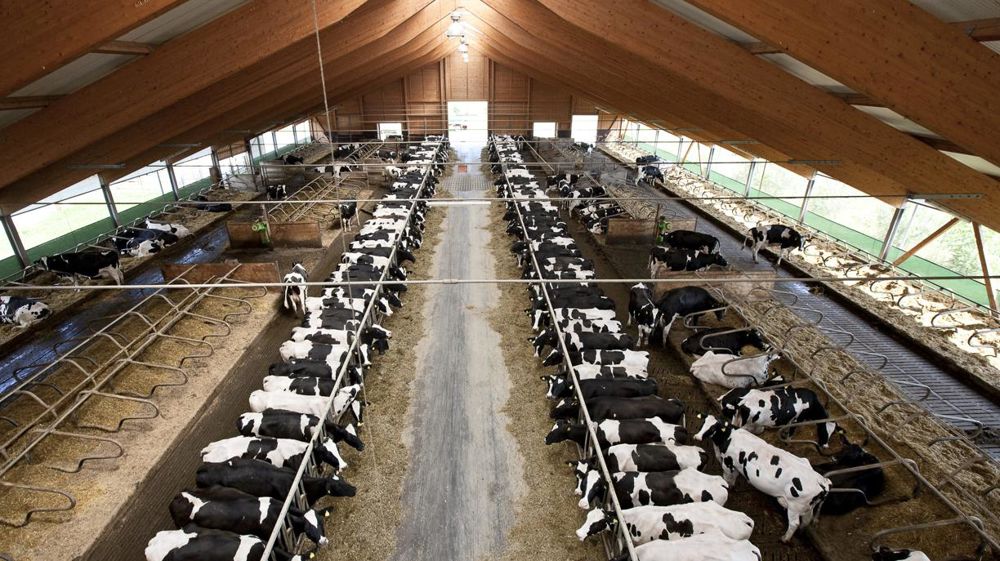 « L’enjeu des négociations entre laiteries et groupements n’est pas de discuter seulement du prix, mais aussi de sujets comme l’alimentation non OGM ou le bien-être animal qui influencent également le prix payé », déclare Markus Seemüller, directeur de Bayern MeG. « L’enjeu des négociations entre laiteries et groupements n’est pas de discuter seulement du prix, mais aussi de sujets comme l’alimentation non OGM ou le bien-être animal qui influencent également le prix payé », déclare Markus Seemüller, directeur de Bayern MeG.