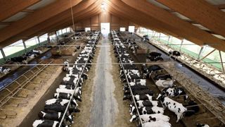 « L’enjeu des négociations entre laiteries et groupements n’est pas de discuter seulement du prix, mais aussi de sujets comme l’alimentation non OGM ou le bien-être animal qui influencent également le prix payé », déclare Markus Seemüller, directeur de Bayern MeG. « L’enjeu des négociations entre laiteries et groupements n’est pas de discuter seulement du prix, mais aussi de sujets comme l’alimentation non OGM ou le bien-être animal qui influencent également le prix payé », déclare Markus Seemüller, directeur de Bayern MeG.