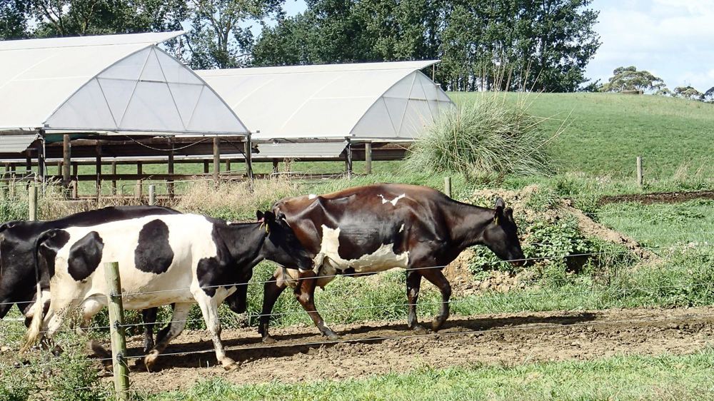 Bâtiments. Pour limiter les pertes d’azote dans les parcelles, les éleveurs ont investi dans des bâtiments légers et distribuent des fourrages conservés. Ces changements augmentent significativement les coûts de production. Jean-marie seronie Bâtiments. Pour limiter les pertes d’azote dans les parcelles, les éleveurs ont investi dans des bâtiments légers et distribuent des fourrages conservés. Ces changements augmentent significativement les coûts de production. Jean-marie seronie