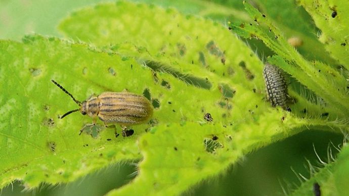 Fin 2015, l'Anses a publié un avis sur la chrysomèle Ophraella communa et l'a qualifiée d'« agent de lutte biologique à gros potentiel pour lutter contre l'ambroisie en Europe ».