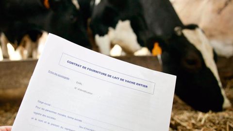 À l'avenir, les éleveurs vivront dans un cadre variable selon la laiterie à laquelle ils vendent leur lait© SÉBASTIEN CHAMPION