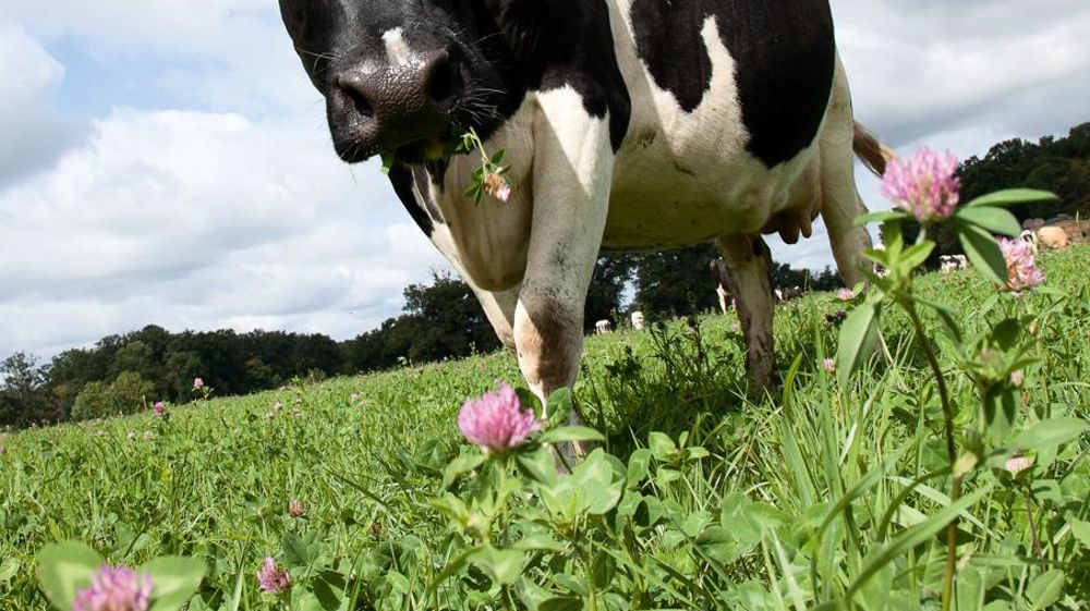 Selon l'Agence Bio, le nombre de fermes laitières bio ou en conversion en 2014 était de 2 654. Elles représentent 3,4 % du cheptel national.© SÉBASTIEN CHAMPION