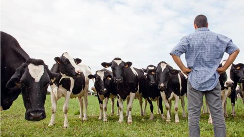Les producteurs concernés par une vente de leur lait incertaine ou par un prix à la baisse oscillent entre colère, inquiétude et combativité.© SÉBASTIEN CHAMPION