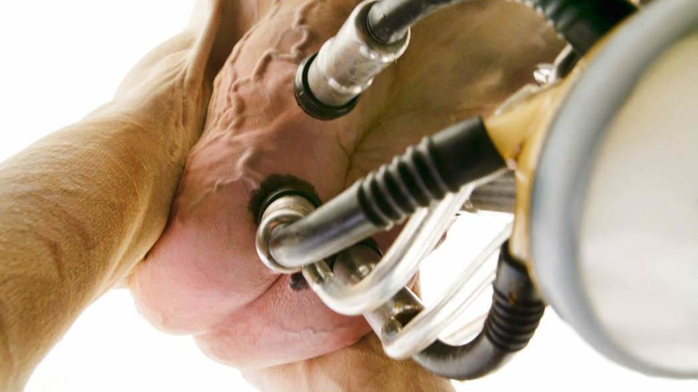 En 2011, 5 % des éleveurs laitiers français auraient reçu un courrier d'alerte, première étape dans le dispositif de suivi des laits hors normes.© CLAUDIUS THIRIET