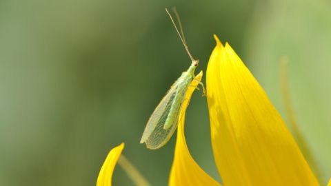 Couvert auxil.couv, composé de sept espèces, dont  aneth et nyger.