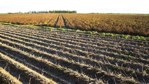 Après une baisse en 2020, les surfaces défanées ont augmenté de 4 %, à 130 000 ha en 2021, et en déployées de 16 %, à 155 000 ha. Après une baisse en 2020, les surfaces défanées ont augmenté de 4 %, à 130 000 ha en 2021, et en déployées de 16 %, à 155 000 ha.