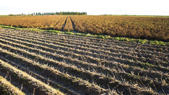 Après une baisse en 2020, les surfaces défanées ont augmenté de 4 %, à 130 000 ha en 2021, et en déployées de 16 %, à 155 000 ha.