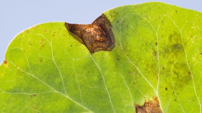 L'anthracnose a particulièrement touché les cultures de protéagineux en 2016, année au climat très humide.C. THIRIET