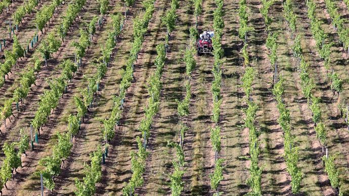 Trois substances actives dominent désormais le marché : le glyphosate, le flazasulfuron et la flumioxazine.R. WATIER