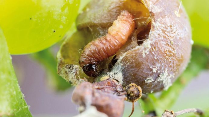 Biotop va lancer des trichogrammes contre les tordeuses. C. WATIER