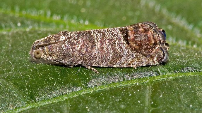 1. Les insectes adultes, ici un carpocapse (Cydia pomonella), sont sélectionnés pour être capable de vivre et de se reproduire en captivité.M. ZUGER