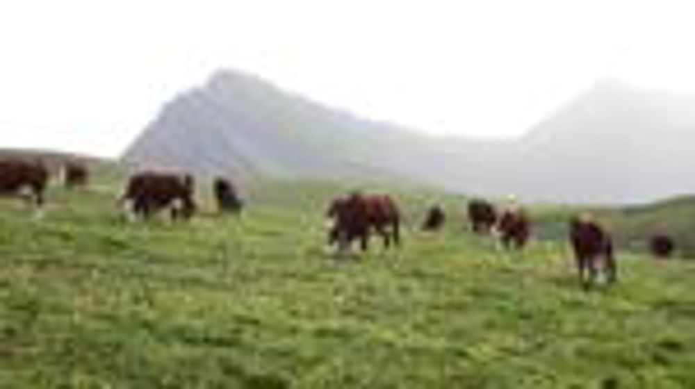 La transplantation embryonnaire doit permettre de valoriser les meilleures femelles. Il s'agit chaque année de réaliser au minimum cinquante collectes et de poser 250 embryons.